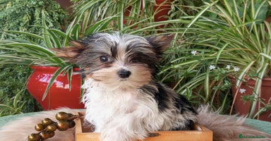 Biewer Yorkshire Terrier a la Pom Pon perros - Anuncio 8