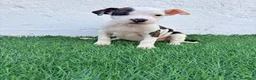 American Staffordshire-Terrier perros en venta: American Stanffordshire terrier - Anuncio 22