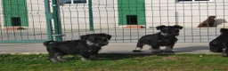 Schnauzer Miniatura perros en venta: Schnauzer Miniatura del Alto del Pago - Anuncio 4