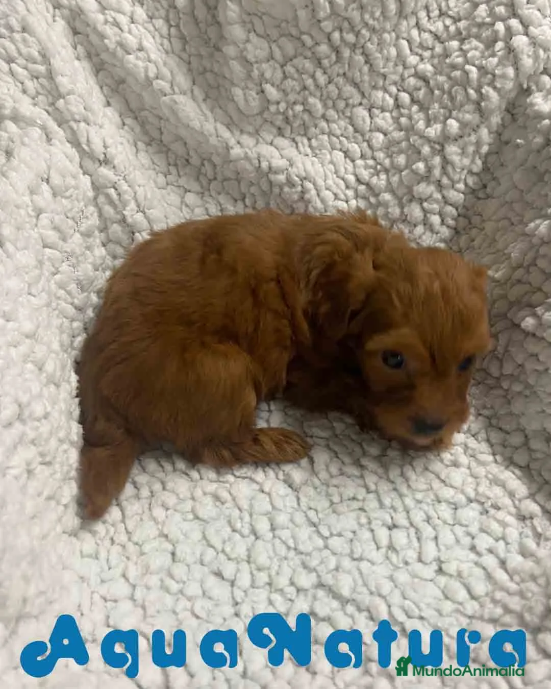 Havapoo perros en venta:  Havapoo Macho 1 de Haya y Can AQUANATURA - Anuncio 7