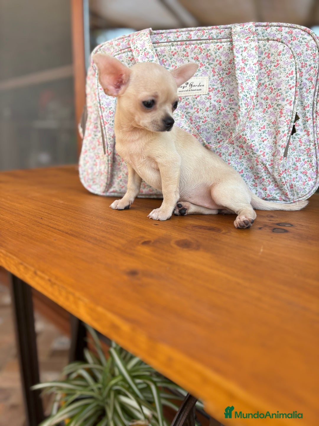 Chihuahua perros en venta: Chihuahua Toy hembra disponible  - Imagen 6