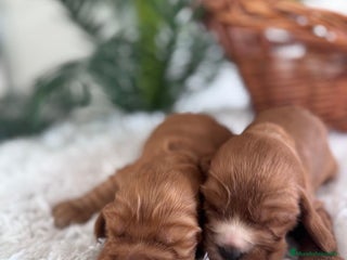 Cocker Spaniel Inglés perros COCKER SPANIEL INGLES - Anuncio 2