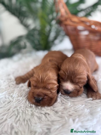 Cocker Spaniel Inglés perros COCKER SPANIEL INGLES - Anuncio 1