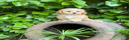 Maltipoo perros en venta: Maltipoo !!! - Anuncio 5
