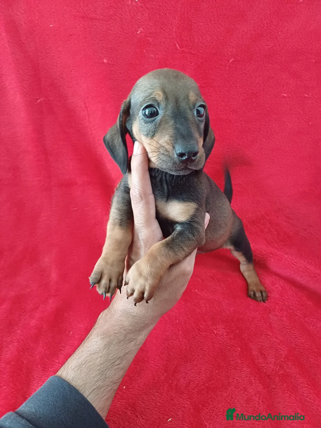 Teckel Miniatura perros en venta: Teckel Mini Sable  - Anuncio 1