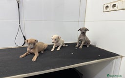 Pequeño Lebrel Italiano perros en venta: Cachorros Galgo Italiano Pequeño 650€ PRECIO REAL - Imagen 2