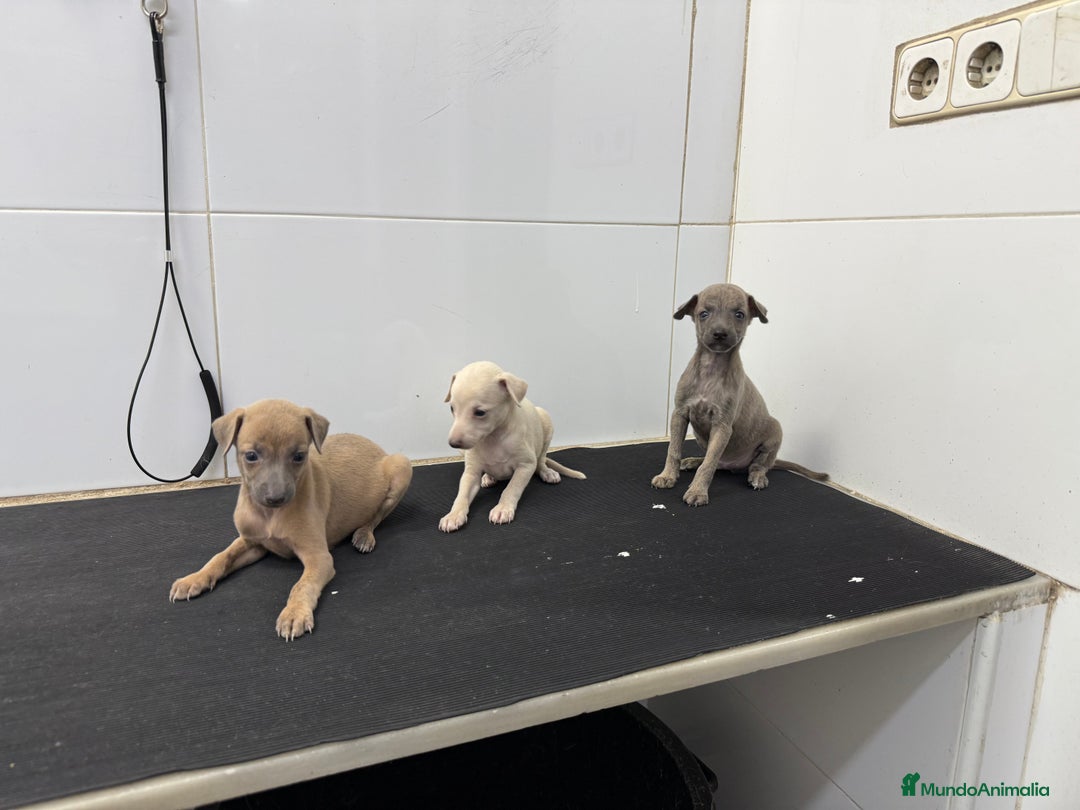 Pequeño Lebrel Italiano perros en venta: Cachorros Galgo Italiano Pequeño 650€ PRECIO REAL - Imagen 2