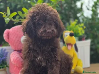 Perro de Agua Español perros Perro de aguas - Anuncio 1