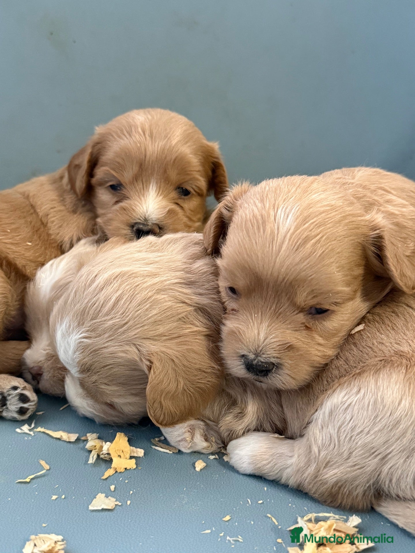 Maltipoo perros Maltipoos - Anuncio 1