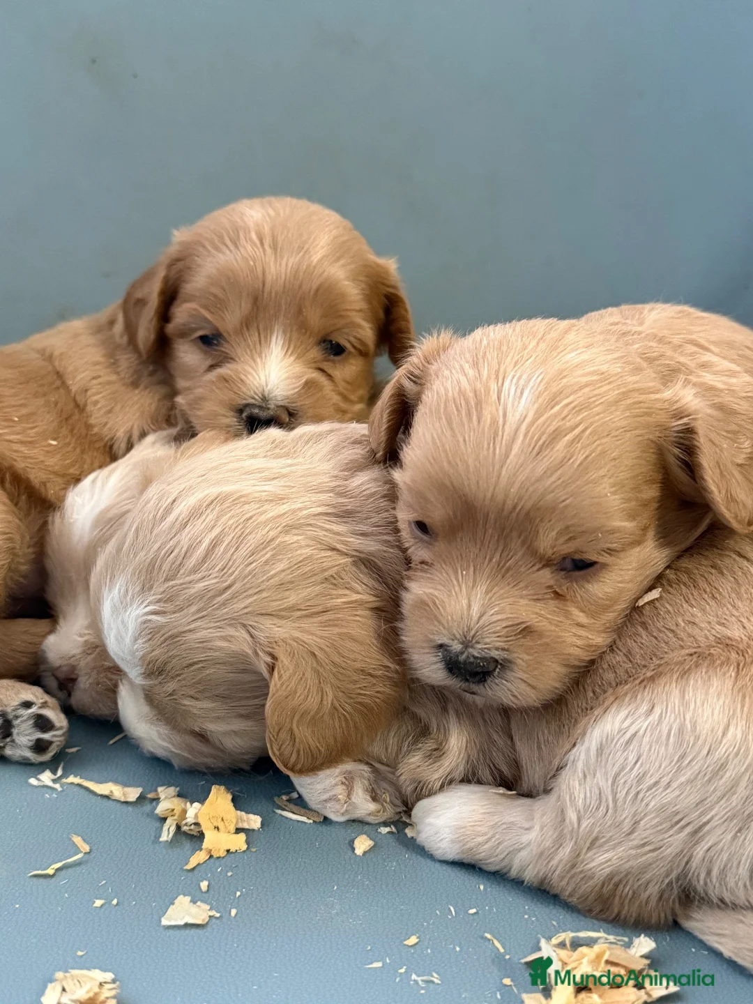 Maltipoo perros en venta: Maltipoos - Anuncio 1