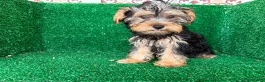 Yorkshire Terrier 4