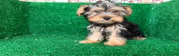 Yorkshire Terrier perros en venta: yorkshire terrier - Anuncio 6