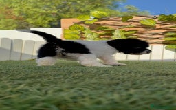 Perro de Agua Español perros en venta: PERRO DE AGUA HEMBRA - Imagen 6