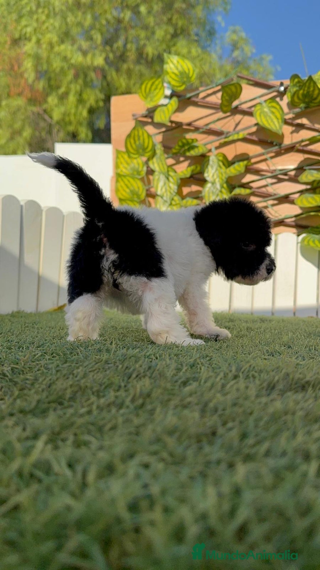 Perro de Agua Español perros en venta: PERRO DE AGUA HEMBRA - Imagen 6