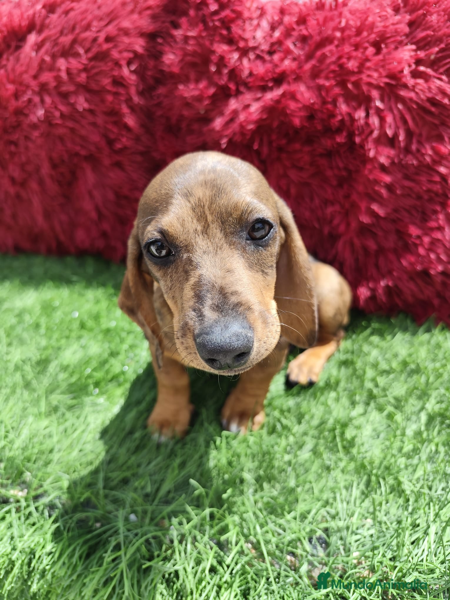 Teckel Miniatura perros en venta: Teckel Miniatura merle en Alicante - Anuncio 19