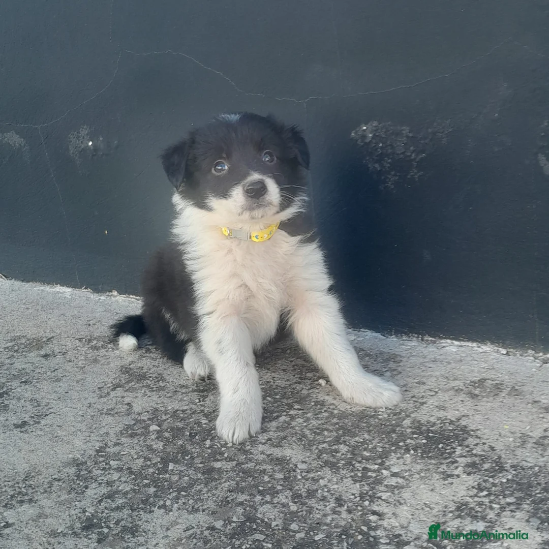 Border Collie perros en venta: BORDER COLLIE - Anuncio 10