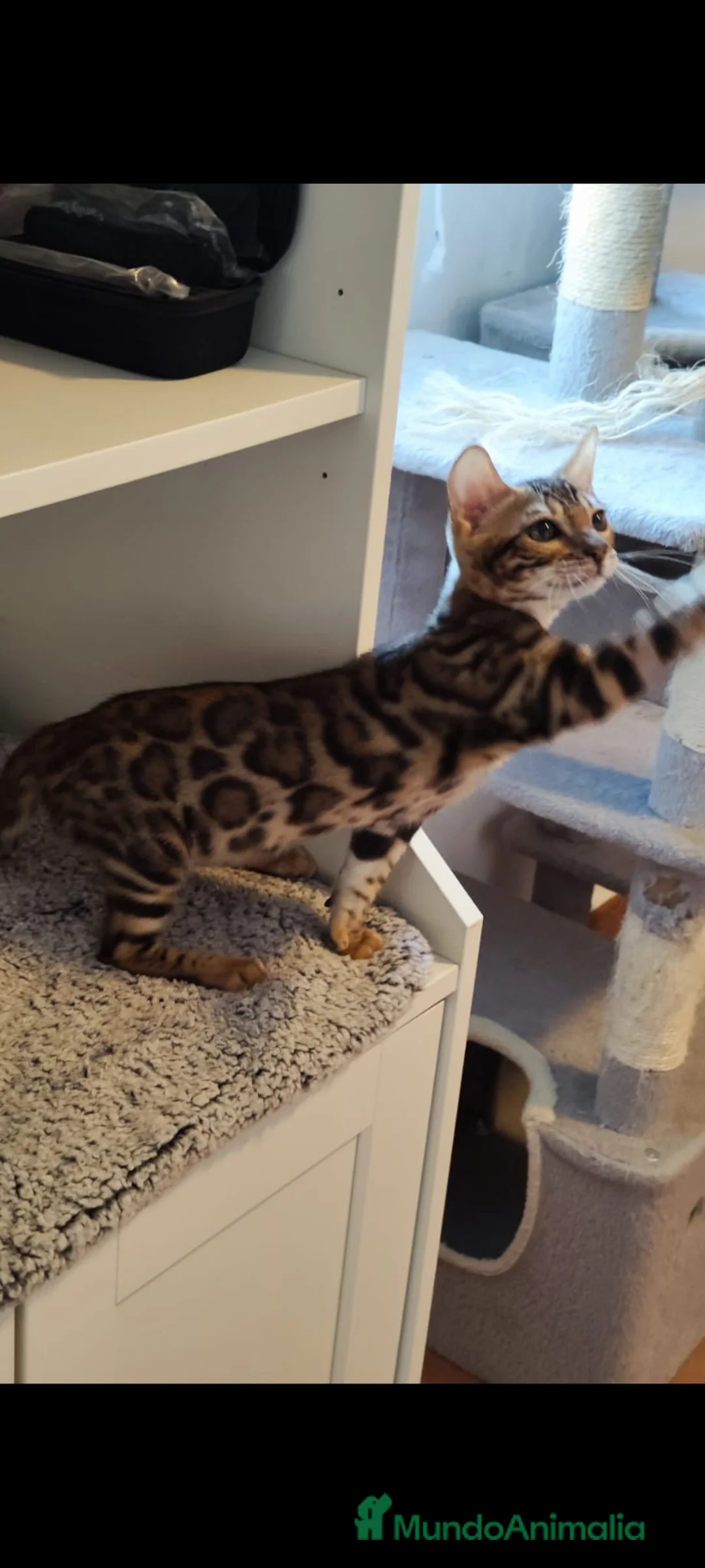 Bengalí gatos en venta: Bengalí 641387649 - Anuncio 2