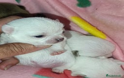 Chihuahua perros en venta: Chihuahuas Toy cabecita manzana  - Imagen 2