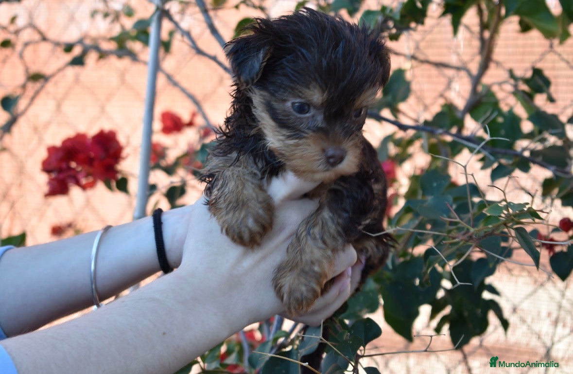 Yorkshire Terrier perros YORKSHIRE CACHORROS - Anuncio 3