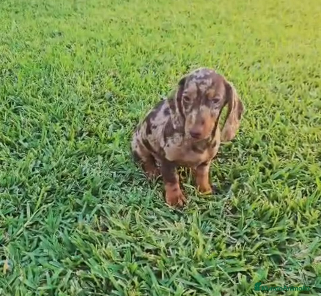 Teckel Miniatura perros en venta: TECKEL MINIATURA - Anuncio 2