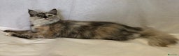 Maine Coon gatos en venta: Maine Coon Hembras - Anuncio 12