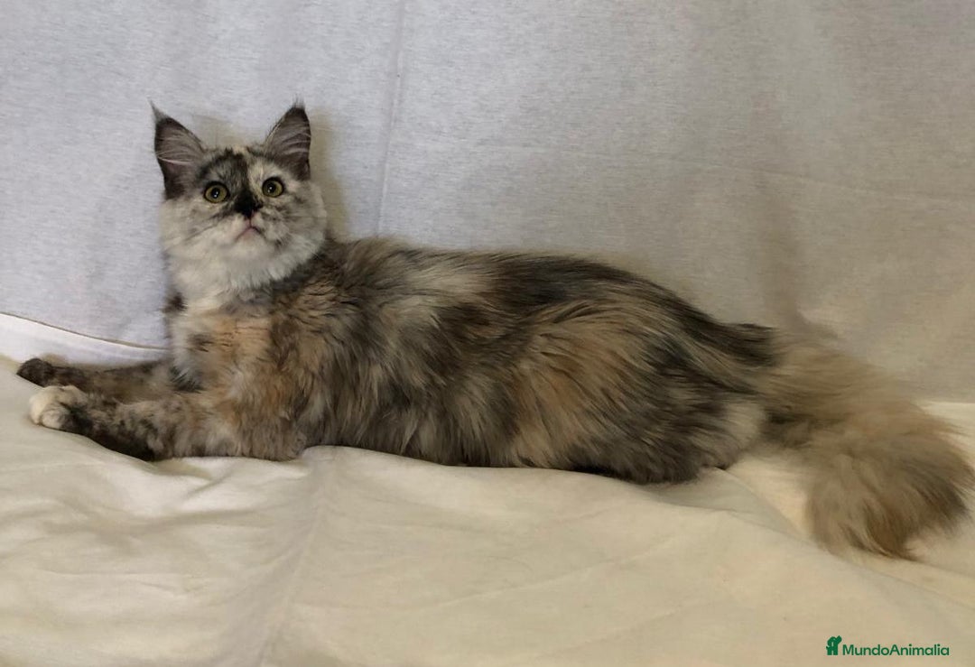Maine Coon gatos en venta: Maine Coon Hembras - Imagen 12