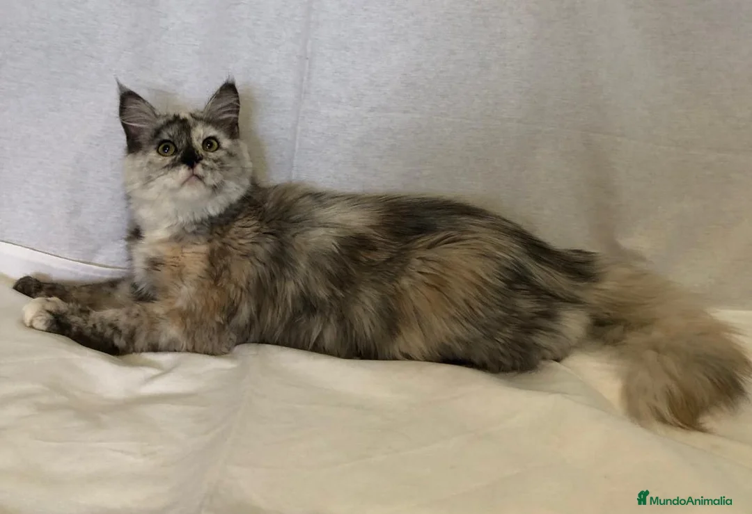 Maine Coon gatos en venta: Maine Coon Hembras - Anuncio 12