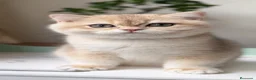 Británico de Pelo Corto gatos en venta: Gatitos Británicos  - Anuncio 3