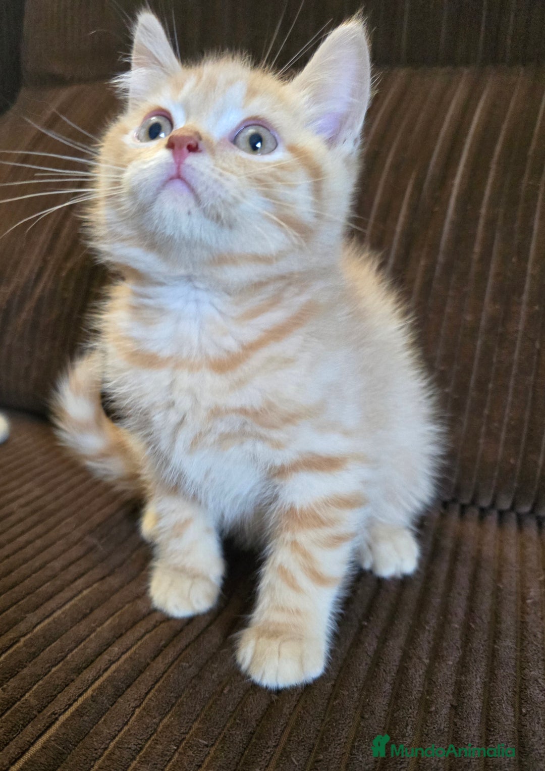 Británico de Pelo Corto gatos en venta: Gatcot.com - Imagen 3