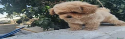 Maltipoo perros en venta: Maltipoo precio real - Anuncio 2