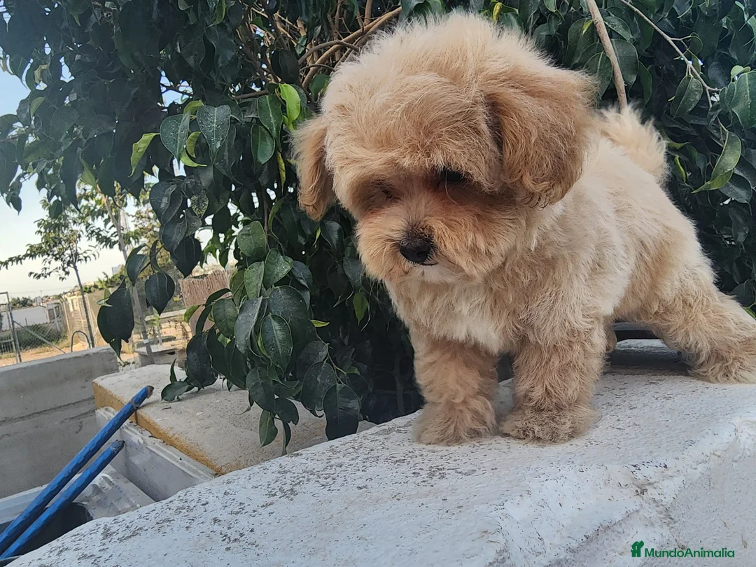 Maltipoo perros en venta: Maltipoo precio real - Anuncio 2