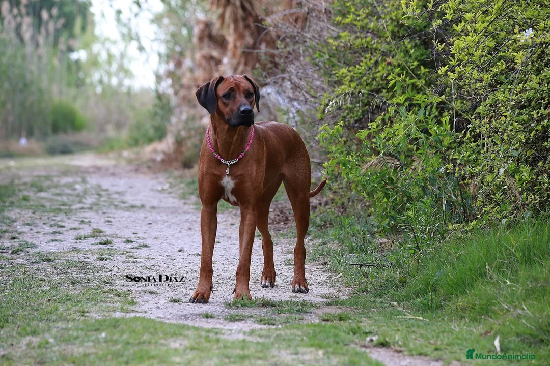 Imagen de galería {{count}}