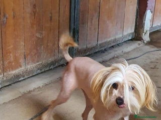 Perro Crestado Chino perros en Madrid - Anuncio 28