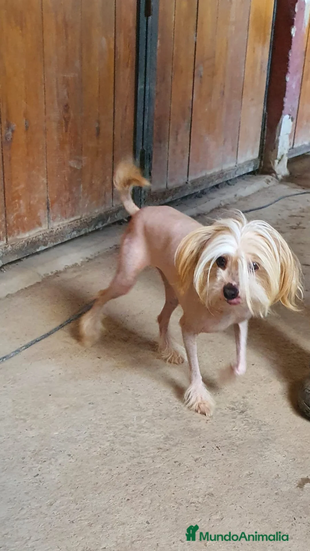 Perro Crestado Chino perros en venta: Crestados chinos en Madrid - Anuncio 4