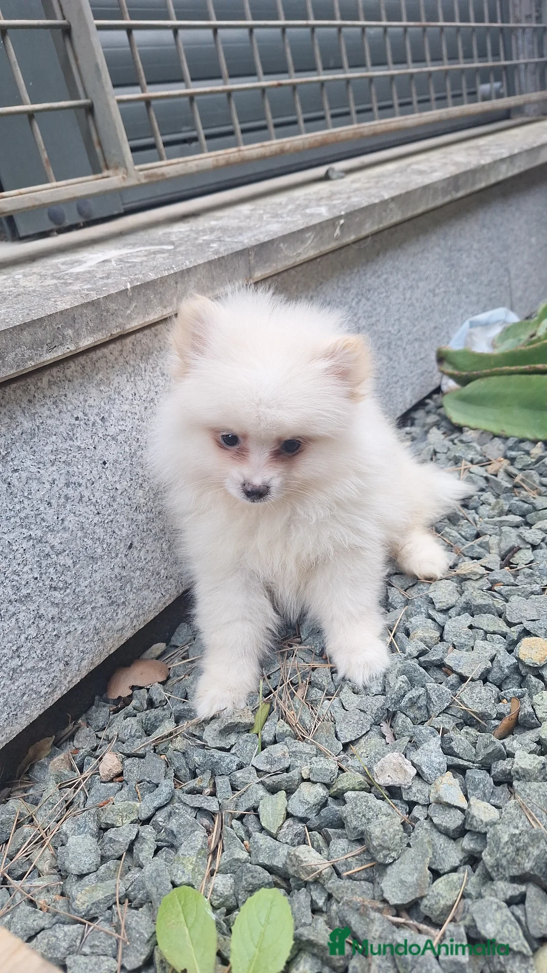 Pomerania perros en venta: Pomerania  - Anuncio 4