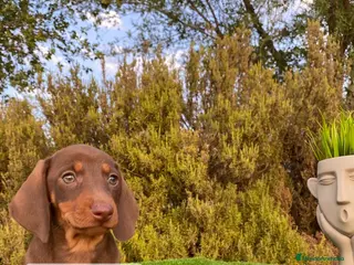 Teckel Miniatura perros CRIA PROFESIONAL DE TECKEL - Anuncio 4