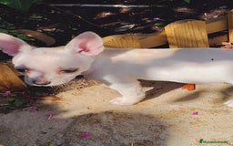 Chihuahua perros en venta: Chihuahua toy - Imagen 7
