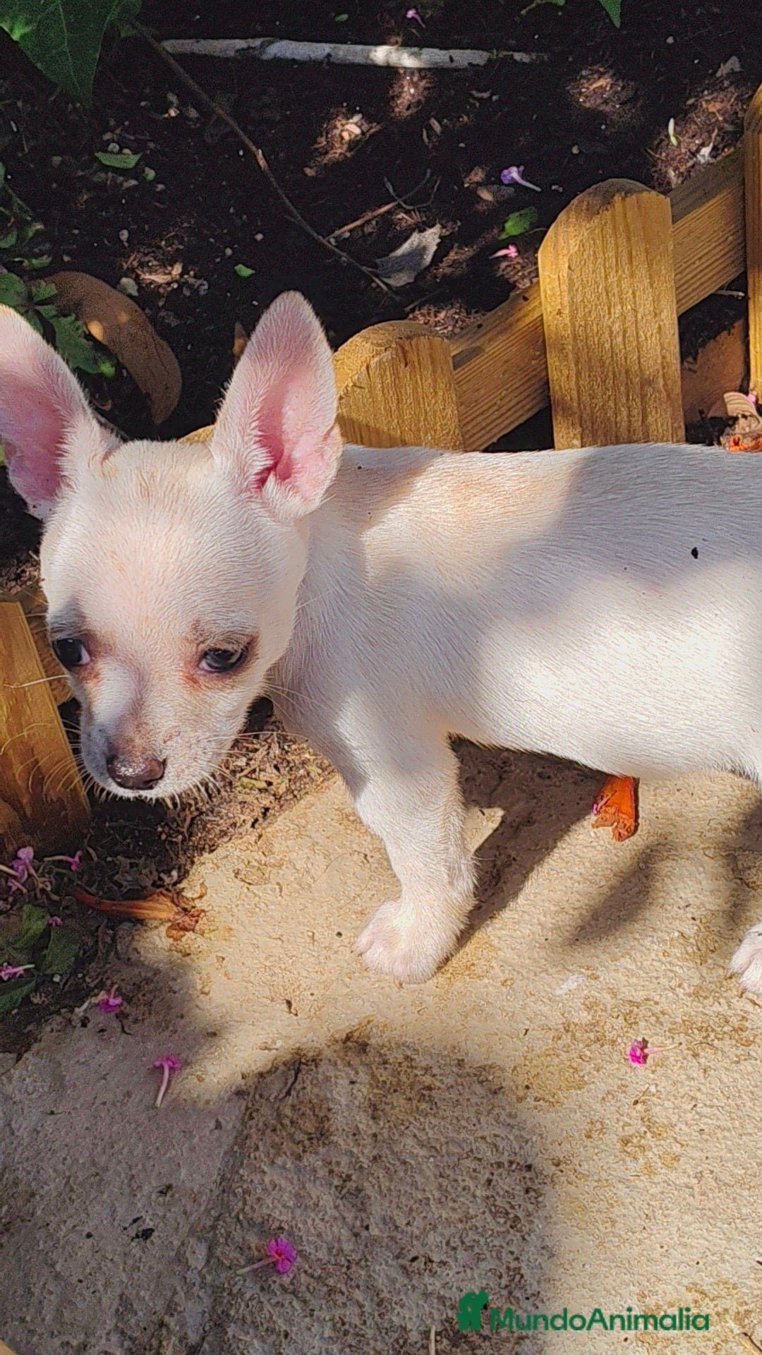 Chihuahua perros en venta: Chihuahua toy - Imagen 7