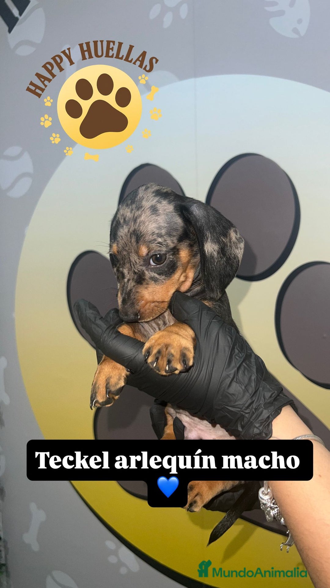 Teckel Miniatura perros en venta: Teckel Mini Arlequín – 2 Machos de 3 Meses 🌟 - Imagen 4