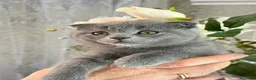Scottish Fold gatos en venta: Scottish fold  - Anuncio 1
