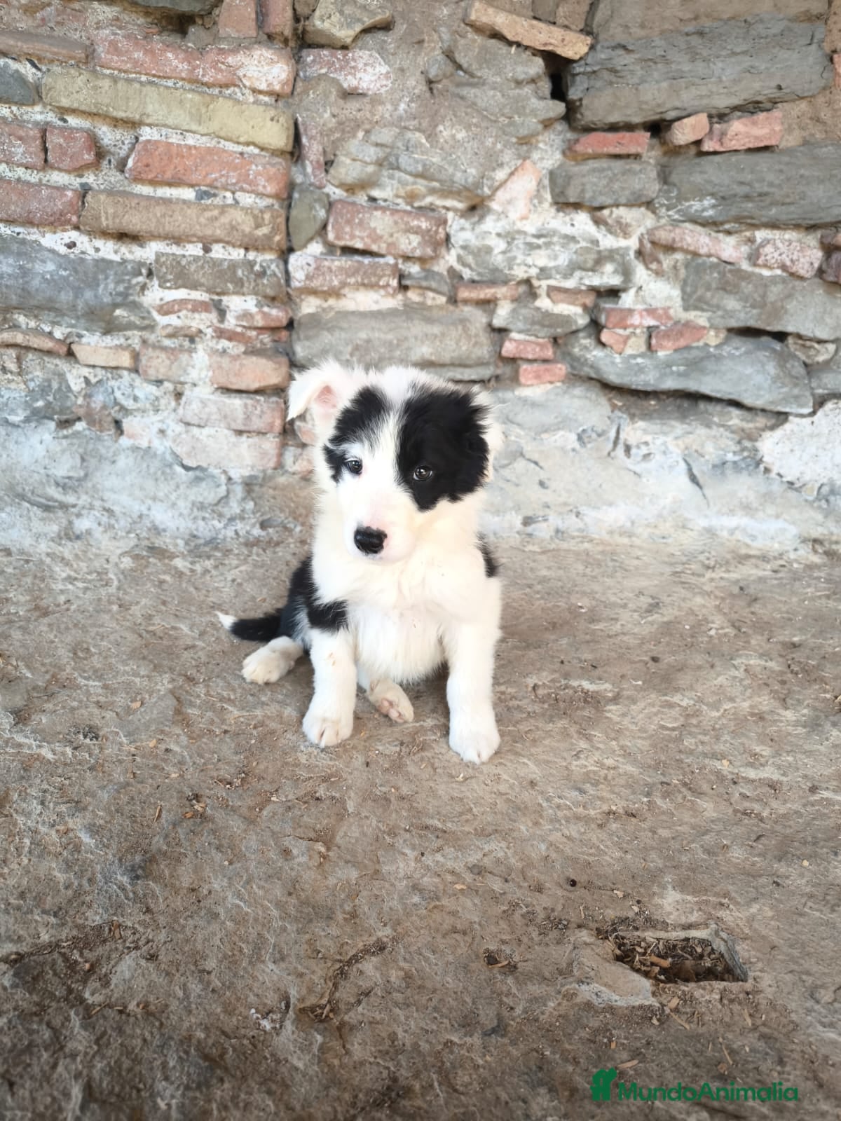 Border Collie perros Cachorros border collie 2 meses - Anuncio 6