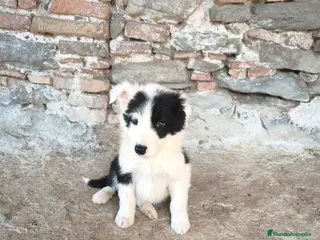 Border Collie perros Cachorros border collie 2 meses - Anuncio 6