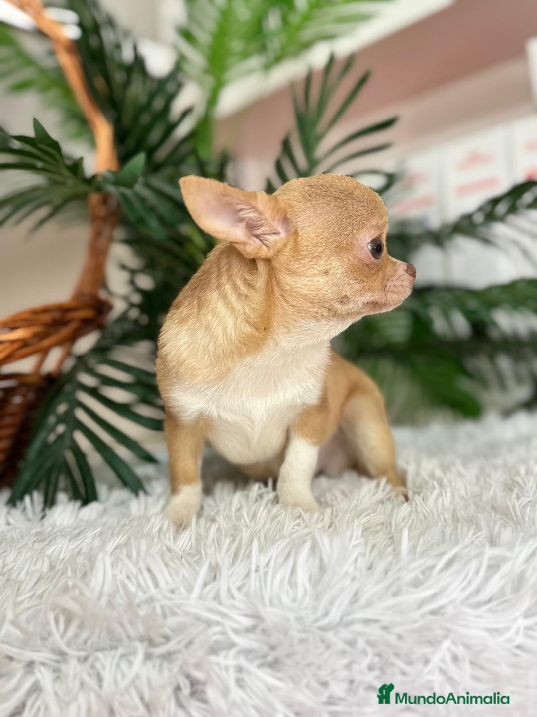 Chihuahua perros en venta: CHIHUAHUA MACHO ADULTO - Anuncio 13