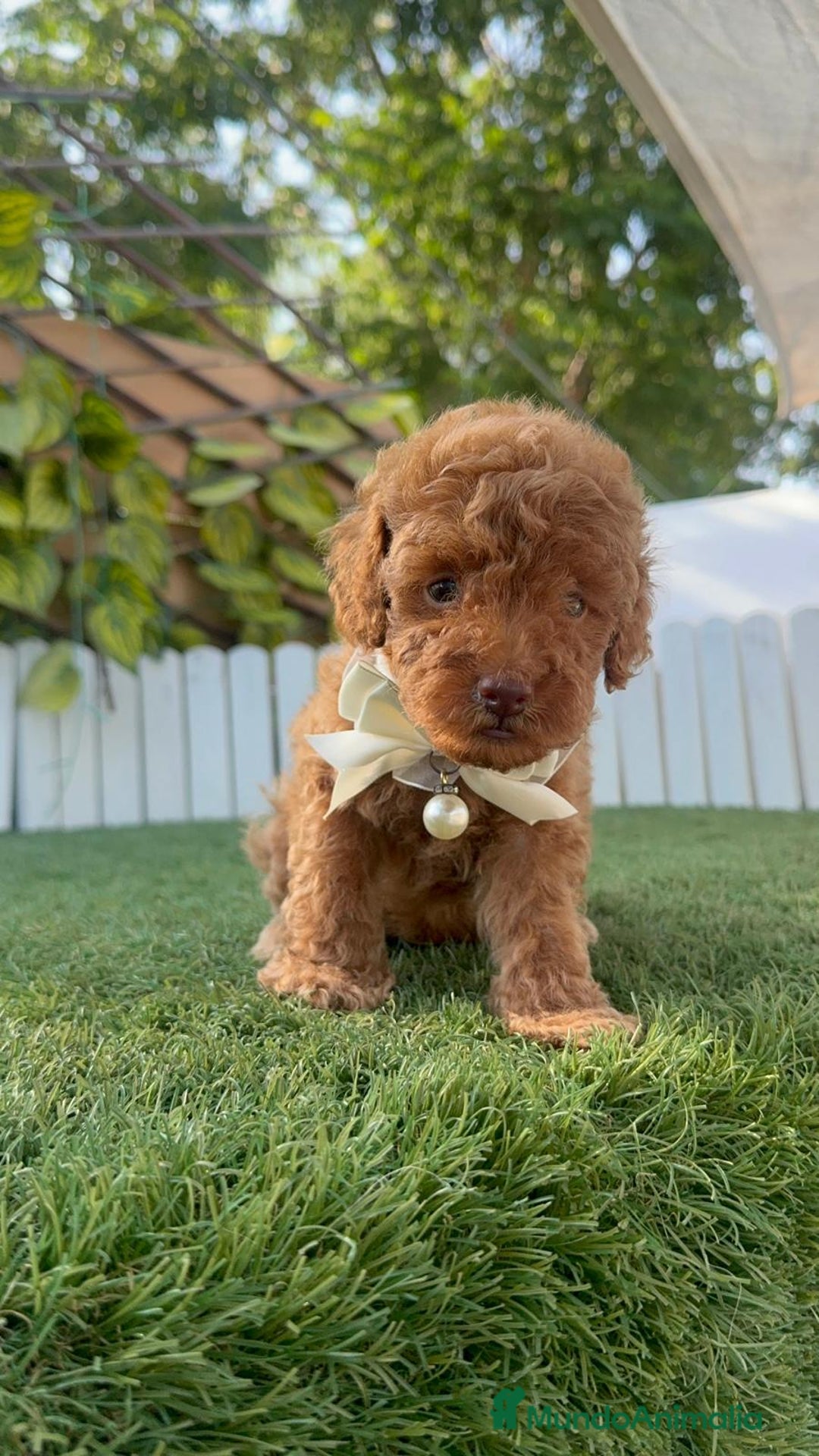 Caniche Toy perros en venta: CANICHE TOY EN SEVILLA, ENVIO A TODA ESPAÑA - Imagen 1