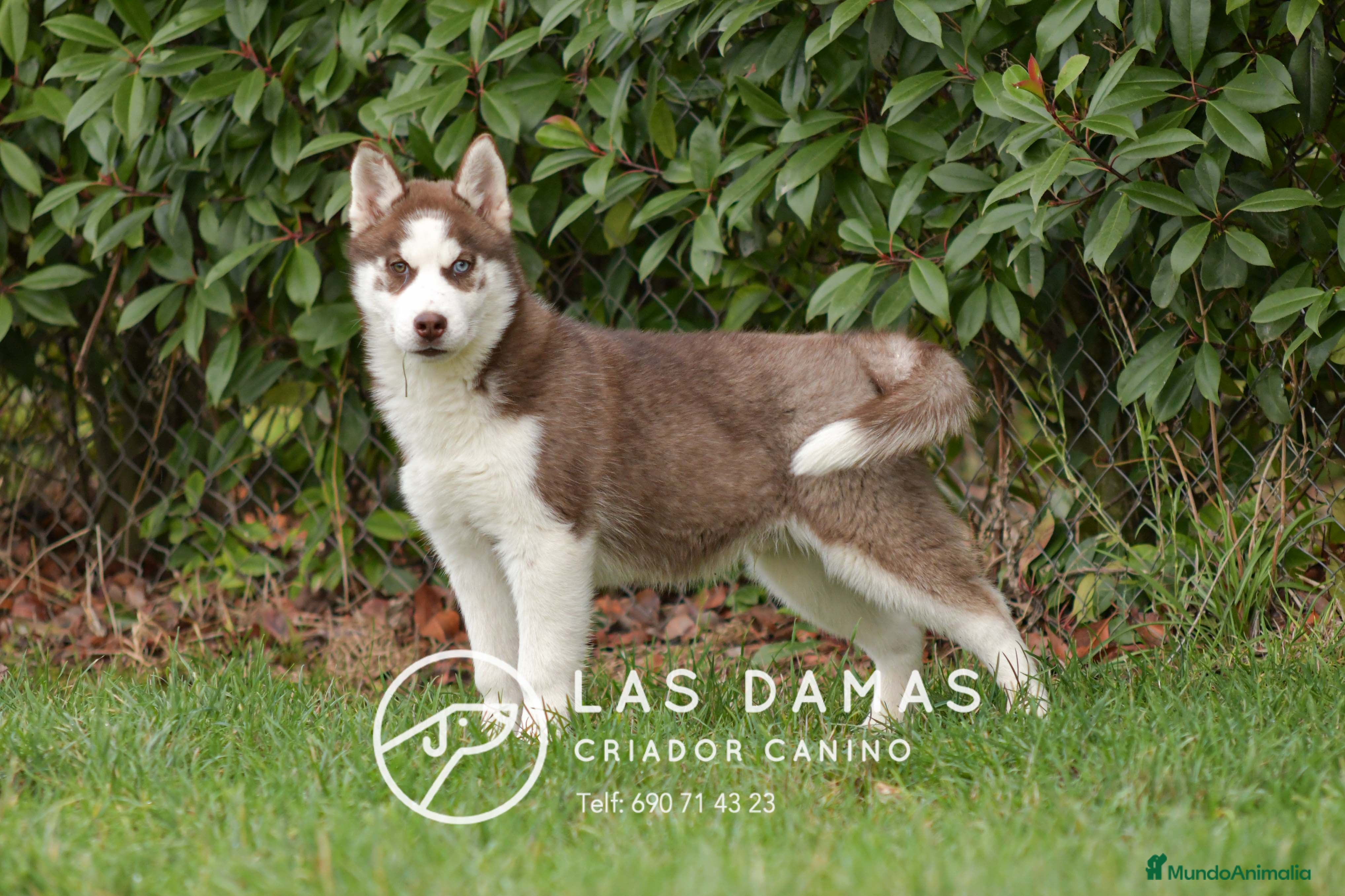 Husky Siberiano perros Husky siberianos disponibles.  - Anuncio 4