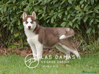 Husky Siberiano perros Husky siberianos disponibles. - Anuncio 1