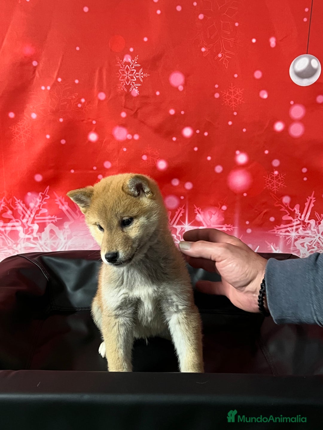 Shiba Inu perros en venta: SHIBA cachorros calidad  - Anuncio 2