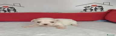 Bichón Maltés Cachorro 2