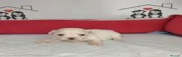 Bichón Maltés perros en venta: bichon maltes  - Anuncio 3