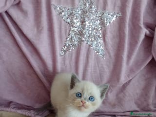 Siamés gatos SIAMESES POINT Y RED POINT en Madrid - Anuncio 3